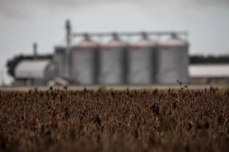 Greenpeace reúne descobertas sobre acordo entre UE e Mercosul