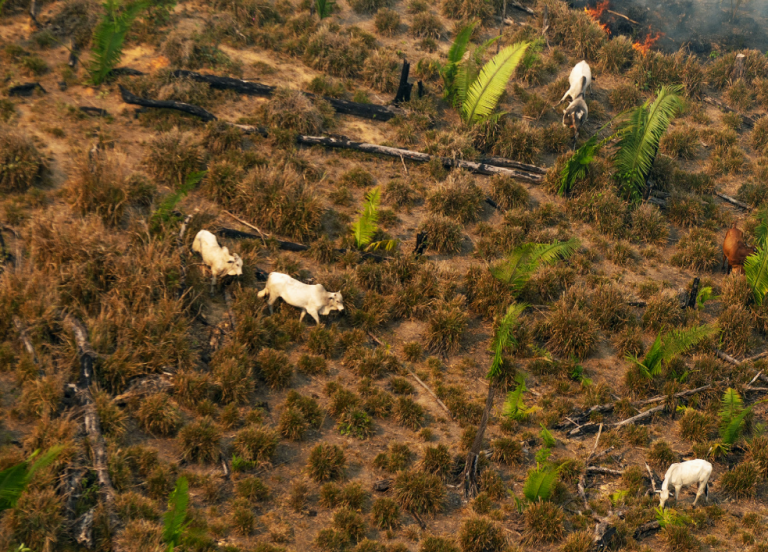 EU-Mercosur DEAL: A Time Bomb for Forests